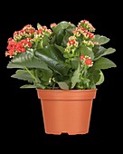 Kalanchoe blossfeldiana, red