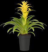 Guzmania, yellow