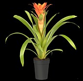 Guzmania, orange