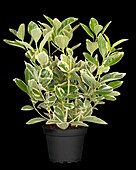 Euonymus fortunei 'Variegatus'