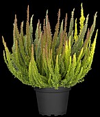 Calluna Beauty Ladies® 'Skyline'