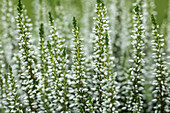 Calluna vulgaris Gardengirls®, weiß