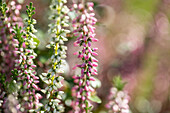 Calluna vulgaris, Knospen