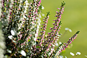 Calluna vulgaris, buds