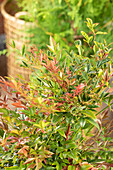 Nandina domestica