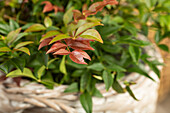 Nandina domestica