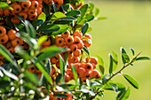 Pyracantha coccinea