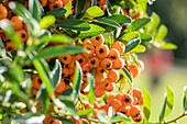 Pyracantha coccinea