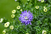 Aster dumosus, blau