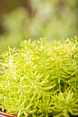 Sedum 'Yellow Bouquet'