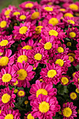 Chrysanthemum multiflora, pink