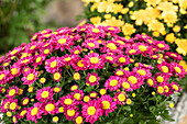 Chrysanthemum multiflora, pink