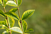 Ligustrum ovalifolium 'Aureum'