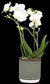 Phalaenopsis multiflora, white