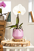 Phalaenopsis 'Singolo'®, weiß