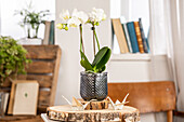 Phalaenopsis Midi, white