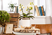 Phalaenopsis Midi, white