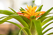 Guzmania, gelb