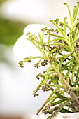 Kalanchoe tubiflora