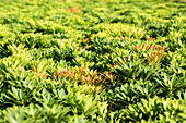 Pieris japonica 'Little Heath Green'