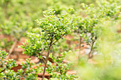 Ilex crenata 'Buxbol', Pompon