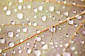 Drops of water on leaf