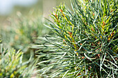 Pinus sylvestris, Pompon