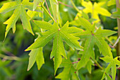 Liquidambar styraciflua 'Worplesdon'