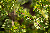 Ulmus parvifolia 'Seiju'