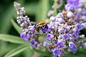 Biene an Blüten