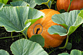 Cucurbita maxima