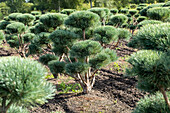 Pinus sylvestris 'Watereri', Pompon