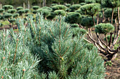 Pinus sylvestris 'Watereri', Pompon