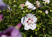 Hibiscus syriacus 'China Chiffon'®