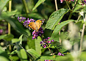 Buddleja davidii