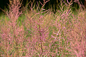 Tamarix ramosissima 'Pink Cascade'