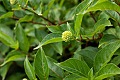 Cephalanthus occidentalis