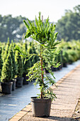 Cryptomeria japonica 'Cristata'