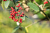 Viburnum rhytidophyllum