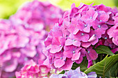 Hydrangea macrophylla, pink