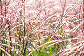 Miscanthus sinensis 'Flamingo'