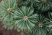 Pinus