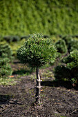 Conifers, trunk