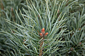 Pinus pumila 'Glauca'