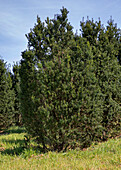 Taxus baccata 'Overeynderi'