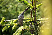 Picea abies 'Acrocona'