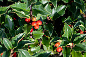 Ilex meserveae 'Heckenstar'(s)