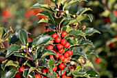 Ilex meserveae 'Heckenstar'(s)