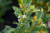 Ilex meserveae 'Heckenstar'(s)