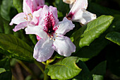 Rhododendron